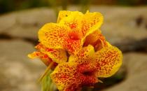 ������������-��������ô��ֳ��