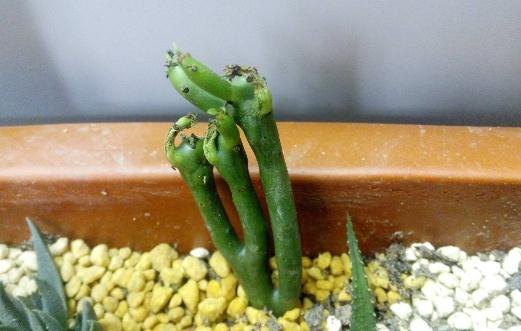 ��ɺ������ֳ����-��ɺ���ļ��