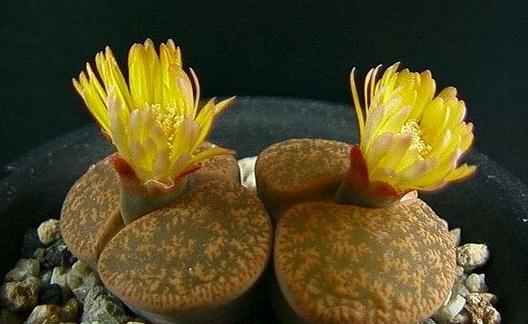 ��ʯ������ֳ����-��ʯ����ʲô��