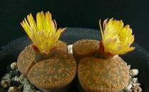 ��ʯ������ֳ����-��ʯ����ʲô��