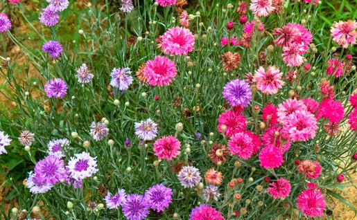 ʸ���յļ��-ʸ������ô��ֲ��