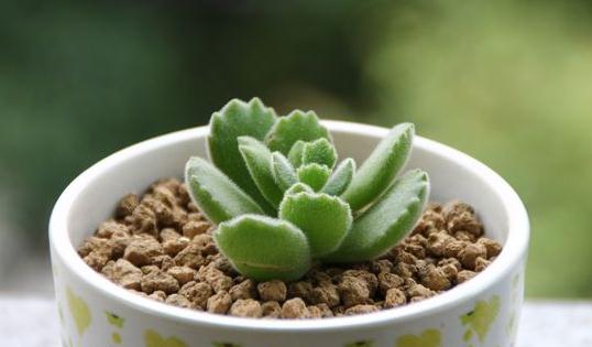 ��ͯ�ӵ���ֳ����-��ͯ����ʲô��