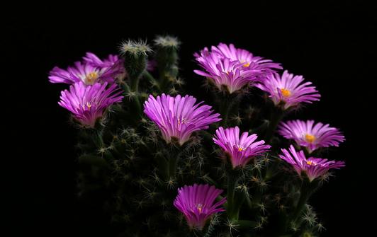 �ϻ��ǵļ��-�ϻ��ǵ���ֳ����