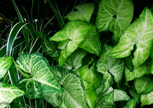 �Ϲ�����Ҿӷ��Ĵ���-�Ϲ����ڼҾ��е�����