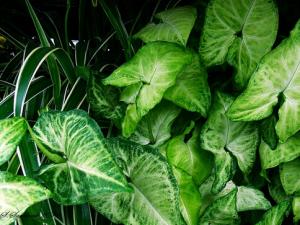 �Ϲ�����Ҿӷ��Ĵ���-�Ϲ����ڼҾ��е�����