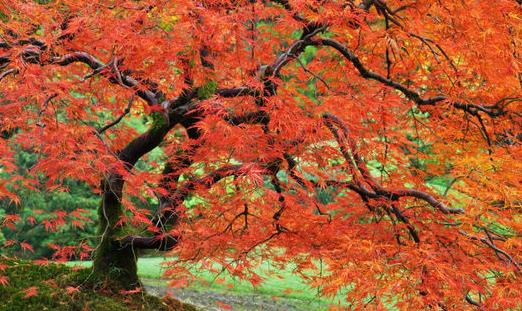 ֲ��ٿ� �����������֡�������