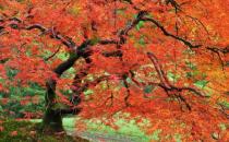 ֲ��ٿ� �����������֡�������