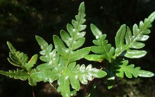 С����������۱�ާ