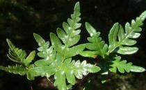 С����������۱�ާ