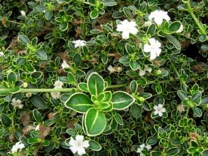 ����ѩ�ķ�ˮѧӦ��-����ѩ�ڼҾ��е�����