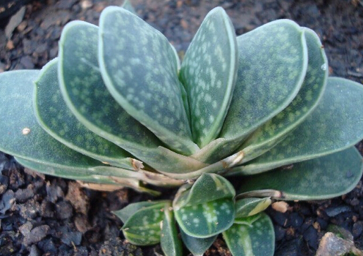 ʮ�����ķ�ˮѧӦ��-ʮ��������ֳ����