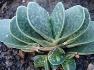 ʮ�����ķ�ˮѧӦ��-ʮ��������ֳ����