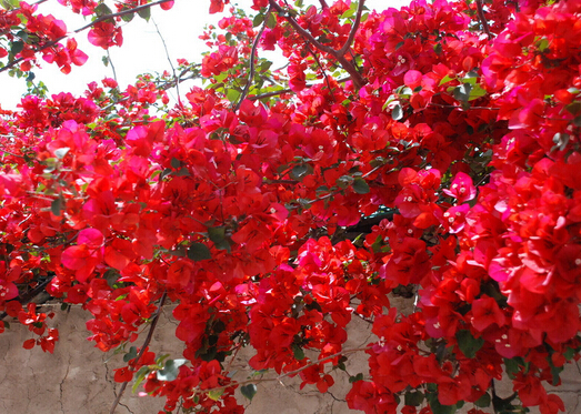 ����÷��Ҿӷ��Ĵ���-����÷�ļ��