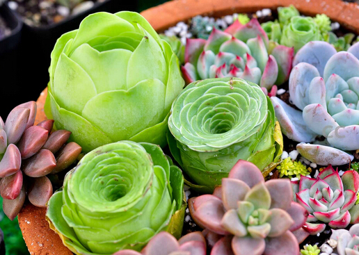 ����ֲ����ô������θ�����ֲ�ｽˮ��