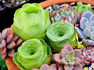 ����ֲ����ô������θ�����ֲ�ｽˮ��