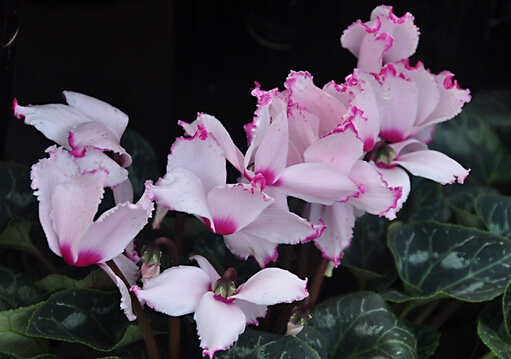 �ɿ����Ľ���-�ɿ����ķ�ˮѧӦ��