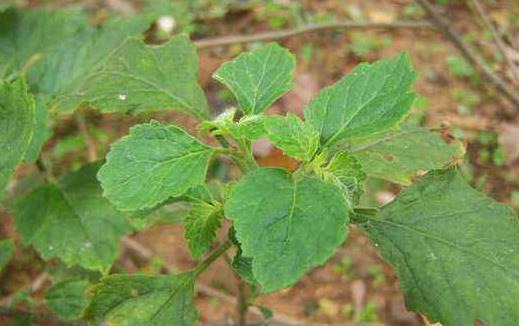 感冒了别随便买中成药吃 这些用药错误你都犯了吗?