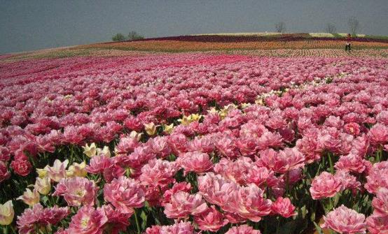 ���ڻ����߻����ʮ�� ���������ݹ��ܵ��ʻ�