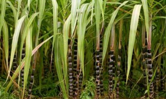 ���յĸ��������� ����Ļ����³Է�