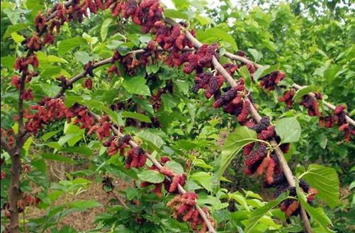 ɣ������õ��в�ҩ֮һ ɣ�������ֵ�ҩ�ü�ֵ