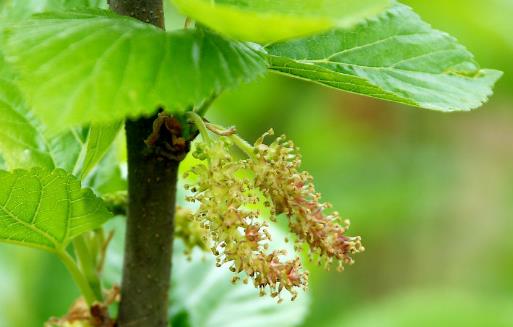 ɣ������õ��в�ҩ֮һ ɣ�������ֵ�ҩ�ü�ֵ