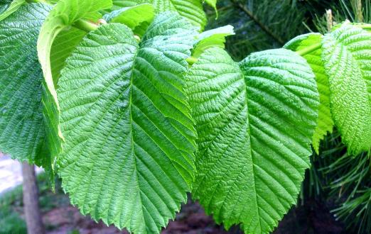 ɣ������õ��в�ҩ֮һ ɣ�������ֵ�ҩ�ü�ֵ