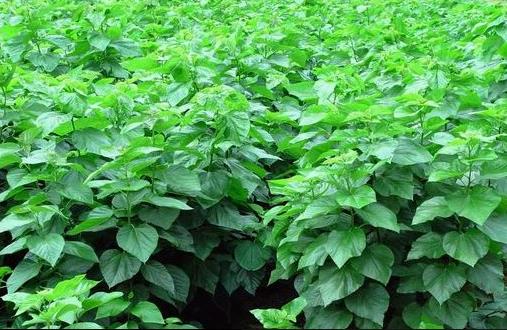 ɣ������õ��в�ҩ֮һ ɣ�������ֵ�ҩ�ü�ֵ