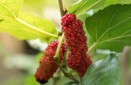 ɣ������õ��в�ҩ֮һ ɣ�������ֵ�ҩ�ü�ֵ