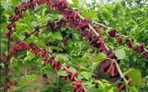 ɣ������õ��в�ҩ֮һ ɣ�������ֵ�ҩ�ü�ֵ