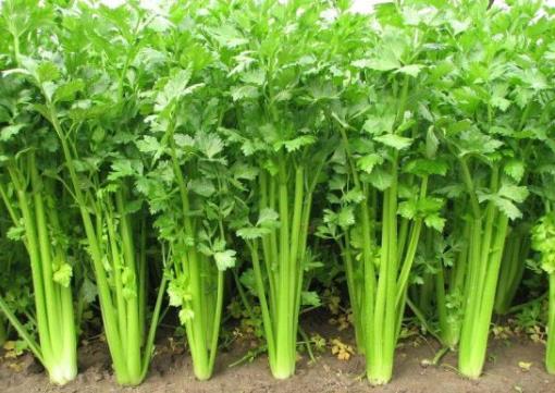 ������ѡ���ʵ��۲ˣ��۲˵�ѡ������