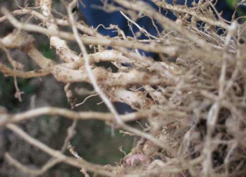 �����߲˸�������-�߲˸���ʲô��;