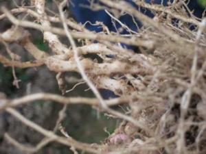 �����߲˸�������-�߲˸���ʲô��;