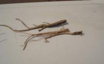 ��Щ��ҩ�ܼ��� 6�ֳ���������ҩ