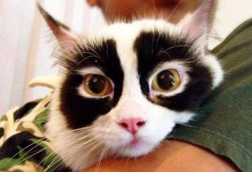 ����Ȧ�γ�ԭ�� 4��Ӫ��9����ʳ����Ů�ˡ���è�ۡ�