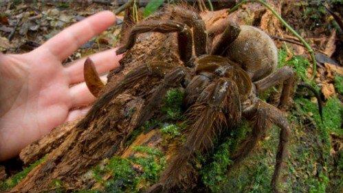 ��������ѷʳ���룬�Ǽ���˹�����¼���������֩��