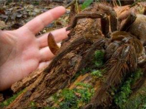 ë���Ȼ������������֩�뱻����